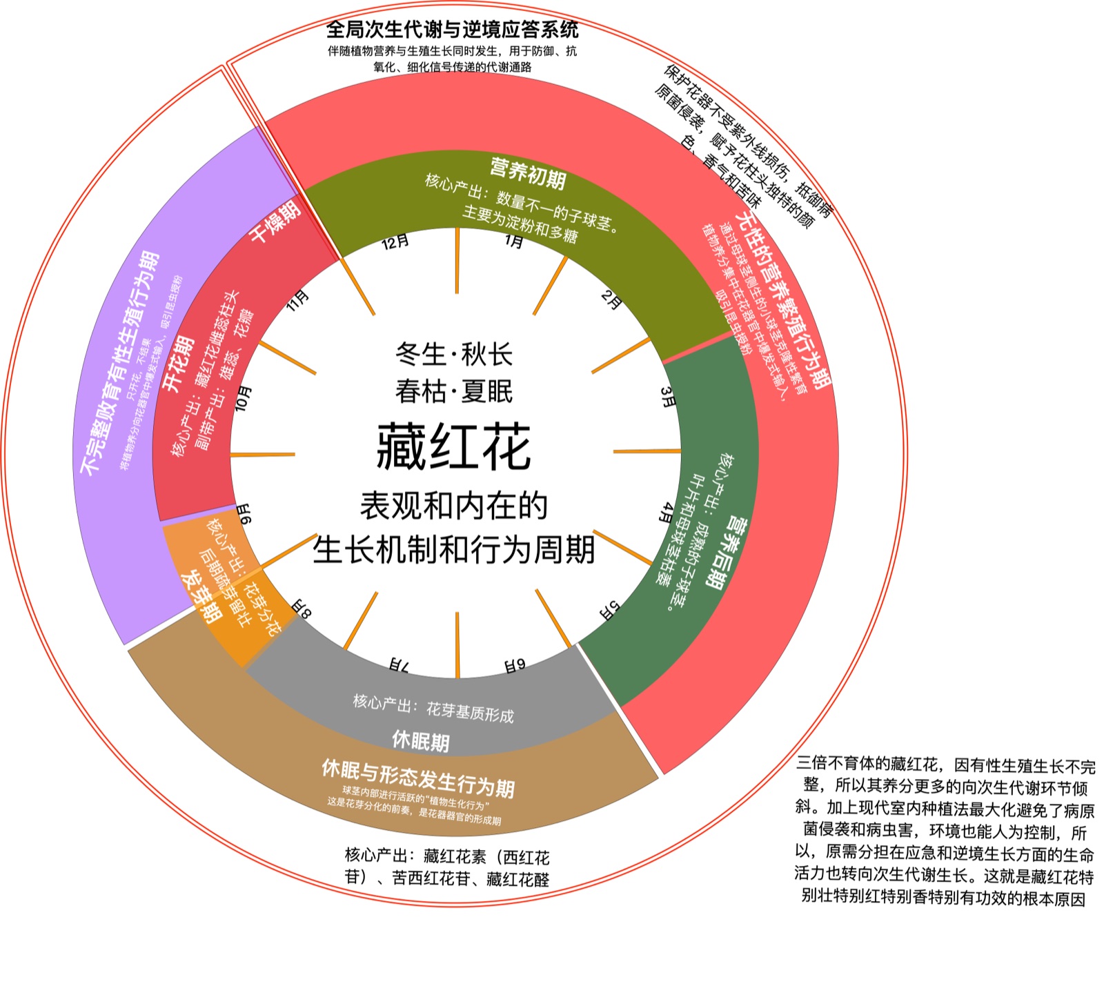 藏红花生长机制与行为周期
